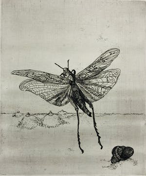 Marijke Hertog - libelle (gedrukt in 't drukhuis) kopen? Bied vanaf 45!