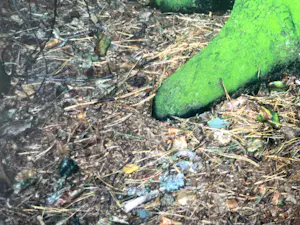 Elly Brethouwer - 'Groenboomstam' kopen? Bied vanaf 1!