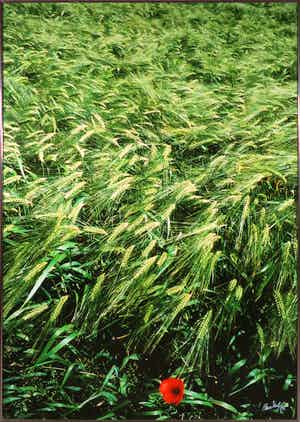 Paul Huf - C-Print, Auvers - Ingelijst (Zeer Groot) verkocht voor € 250!