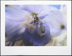 Marc Mulders - Zeefdruk, Delphinium kopen? Bied vanaf 1!