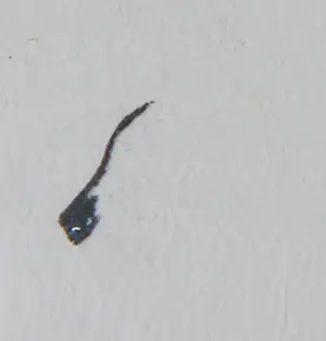 Utagawa Yoshimune - Houtsnede, Drieluik - Ingelijst kopen? Bied vanaf 100!