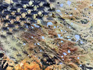 Dario Bosa - Flowers I en II (2 luik) kopen? Bied vanaf 125!