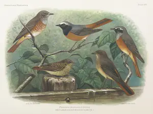Eduard Daniël van Oort - Chromolitho, Lot van vier voorstellingen uit 'De Vogels van Nederland' kopen? Bied vanaf 1!