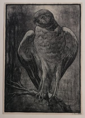 Joop van den Berg - Roofvogel kopen? Bied vanaf 20!