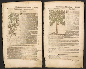 Adam Lonitzer - Handgekleurde houtsnede, Twee pagina's uit het Kräuterbuch kopen? Bied vanaf 1!