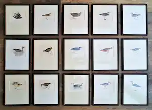 Francis Orpen Morris - A History of British Birds verkauft für € 130!