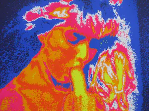 Henk van der Vet - Bananabar - Zeefdruk kopen? Bied vanaf 45!