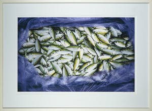 Mark Verdoes - Giclée, Visjes - Ingelijst (Groot) kopen? Bied vanaf 1!