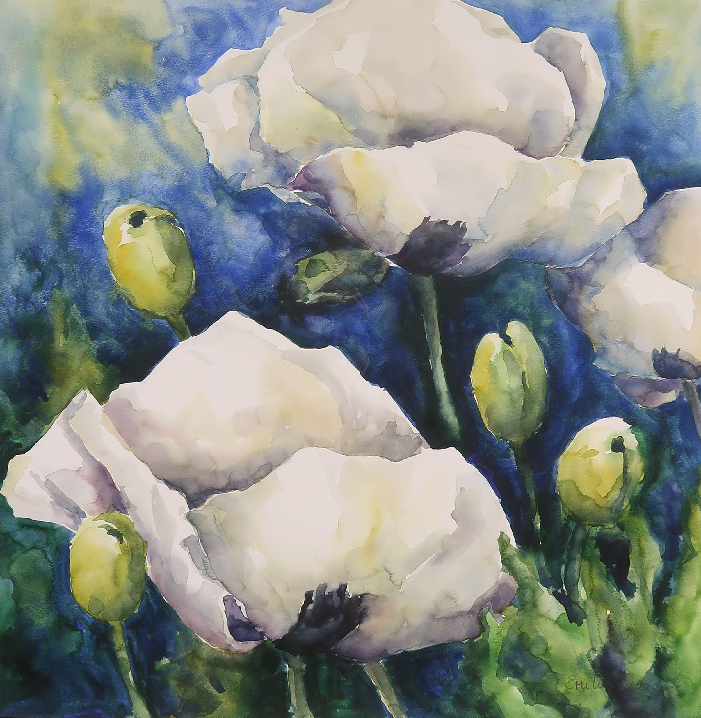 Emilia Hauser - Aquarel, Witte papaver - Ingelijst kopen? Bied vanaf 50!