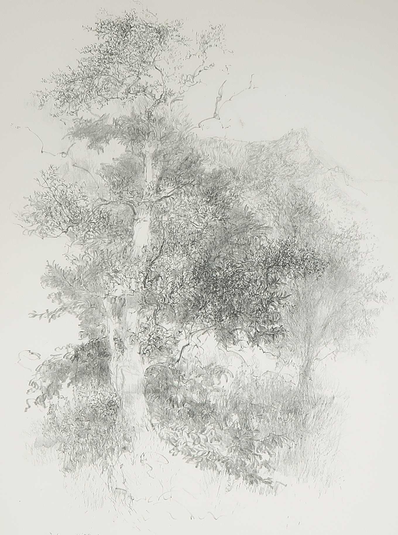 Jaap Kruijff - Litho, Bomen kopen? Bied vanaf 1!