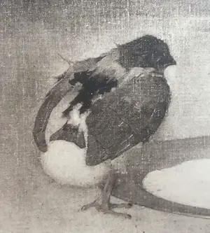 Jan Mankes - Twee kuikens bij tinnen schotel kopen? Bied vanaf 1!