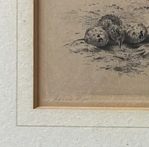 Maarten Langbroek - Bonte Piet (scholekster) kopen? Bied vanaf 49!