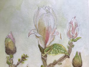 Niet of onleesbaar gesigneerd - Magnolia in Bloei. kopen? Bied vanaf 1!