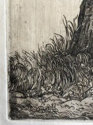 Pieter Dupont - Knotwilg kopen? Bied vanaf 50!