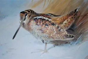 Archibald Thorburn - Houtsnip in de winter - oplage 159/500 - fraai ingelijst - incl. boek! kopen? Bied vanaf 50!