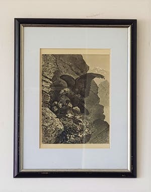 Niet of onleesbaar gesigneerd - Vogels kopen? Bied vanaf 1!