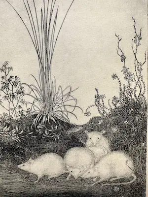 Jan Mankes - Heliogravure " Vier muizen " kopen? Bied vanaf 110!