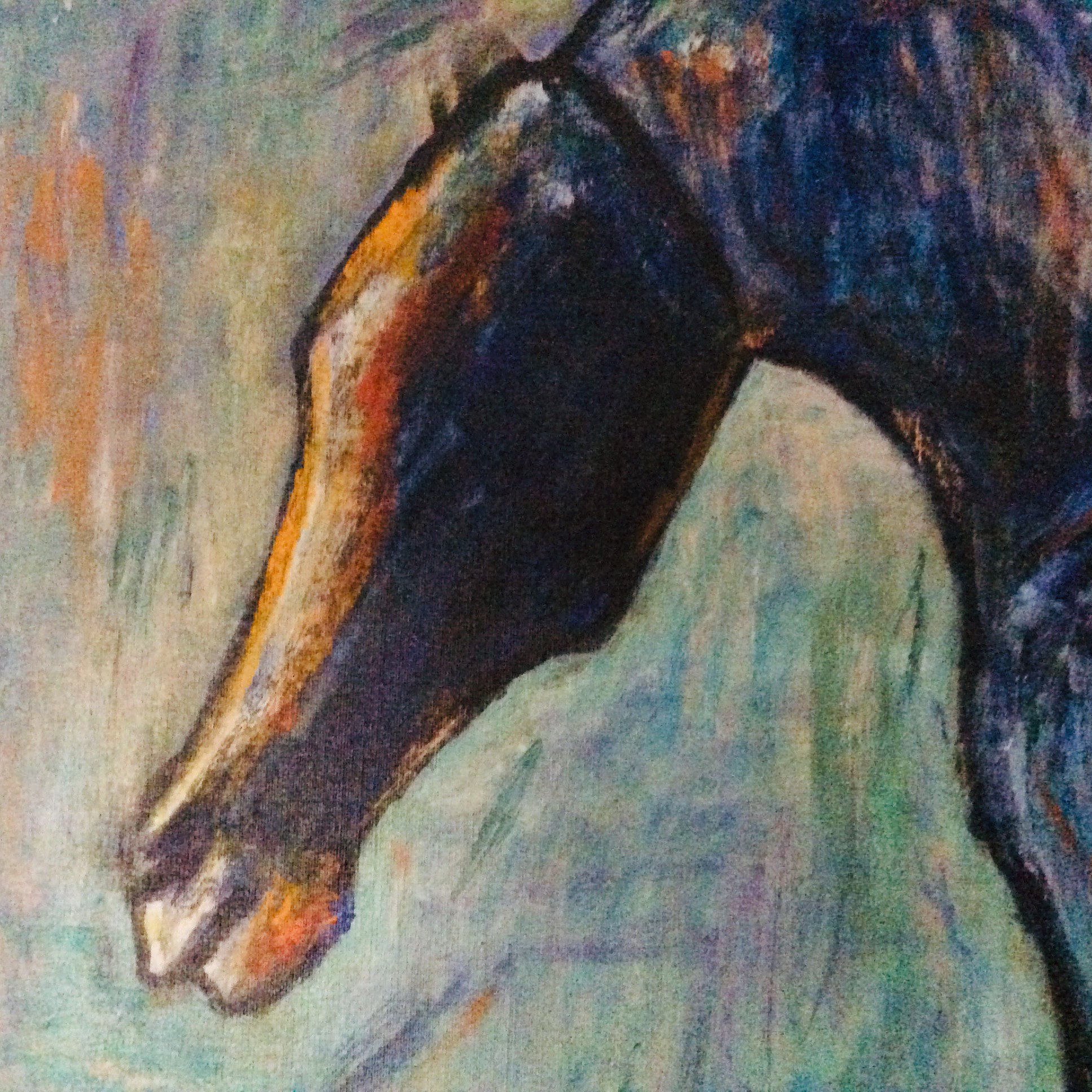 John van 't Slot - Paard kopen? Bied vanaf 950!