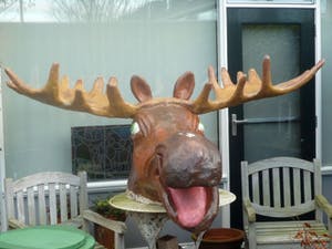 Curiosa - Grote Elandenkop kopen? Bied vanaf 99!