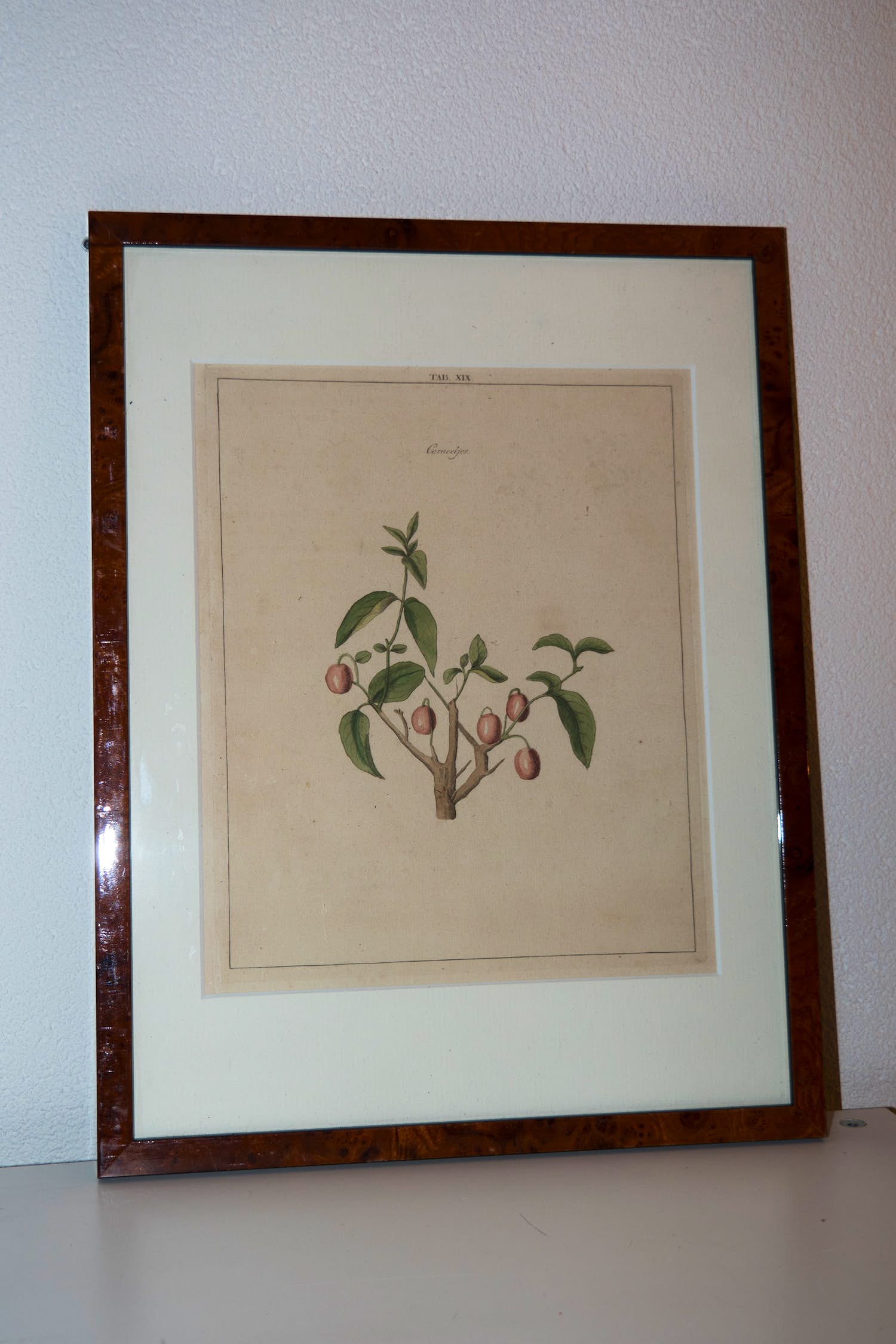 Johann Hermann Knoop - Cornoelje verkocht voor € 40!