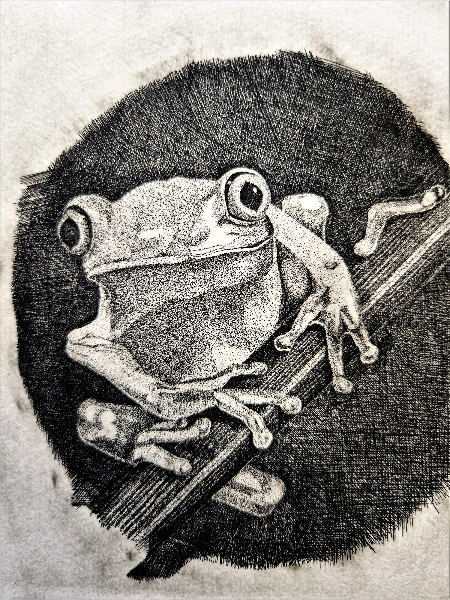 Hester de Beus - Leuke 1977 E.A. droge naald Ets "(gif)Kikker op tak" gesigneerd kopen? Bied vanaf 28!