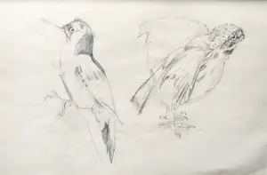 Alida van Houten - Tekenmap (24 tekeningen) kopen? Bied vanaf 450!