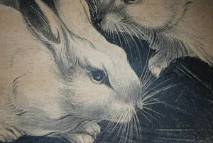 Jan Schonk - steendruk konijnen - ingelijst kopen? Bied vanaf 75!