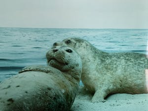 Paul den Hollander - kleurenfoto - 'Untitled' - 1984 (Achterzijde gesigneerd) kopen? Bied vanaf 75!