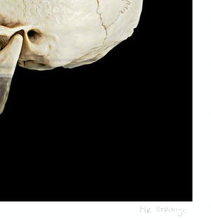 Mr. Strange - Netherlands Skull kopen? Bied vanaf 35!