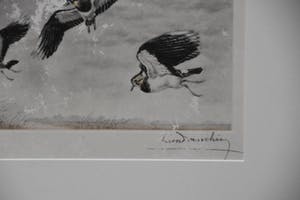 Leon Danchin - Vlucht kivieten kopen? Bied vanaf 100!