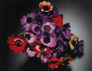 Paul Huf - Foto, Rood-paars boeket - Ingelijst kopen? Bied vanaf 1!