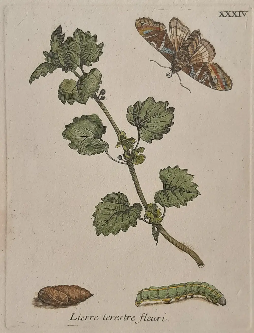 Maria Sybilla Merian (1647-1717)