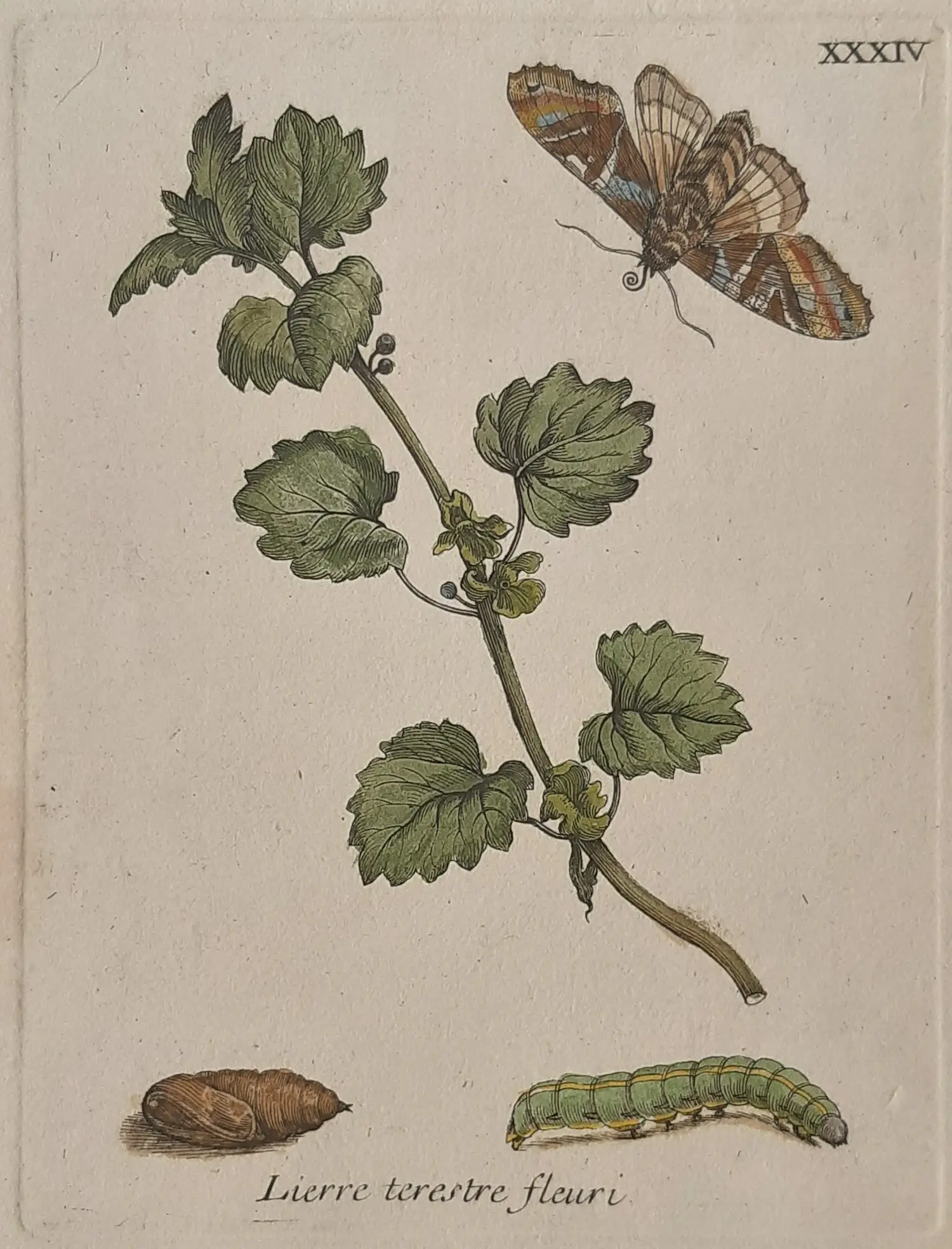 Maria Sybilla Merian (1647-1717)