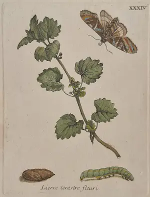 Maria Sybilla Merian - Nr. XXXIV "Lierre terestre fleuri" kopen? Bied vanaf 150!