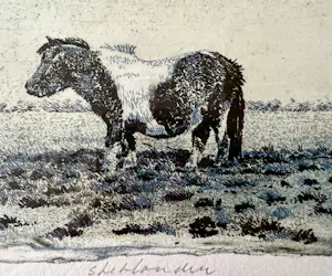 Han van Hagen - Shetlander kopen? Bied vanaf 50!