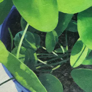 Willem Visser - Pannenkoekplanten kopen? Bied vanaf 190!