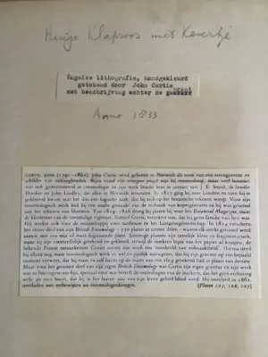 John Curtis - Twee lithos Ruige klaproos met kevertje en vlinder met bloem kopen? Bied vanaf 25!