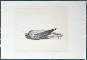 AcheterDick Stolwijk - Dode vogel? Enchérissez de 50!