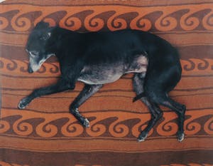 Maarten Wetsema - Foto, Rik op kleed - Ingelijst kopen? Bied vanaf 1!