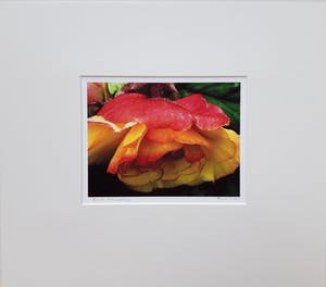 Bert Houweling - 'Roos' kopen? Bied vanaf 1!