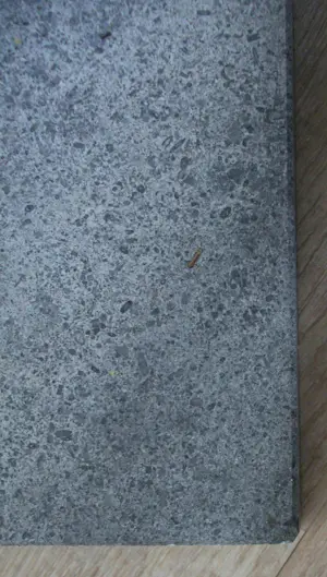 Jonneke Kodde - Bronzen sculptuur: "Nachtwacht" (groot werk!) kopen? Bied vanaf 2995!