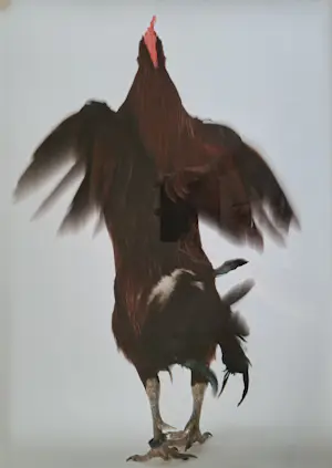 Koen Vanmechelen - Fighter kopen? Bied vanaf 495!