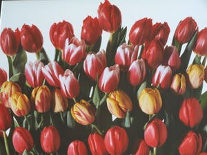 Paul Huf - Foto , Flowers : Gemengde Tulpen – gesigneerd & ingelijst - 1984 kopen? Bied vanaf 1!