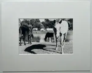 Mies de Roos - 'Schimmel' kopen? Bied vanaf 1!