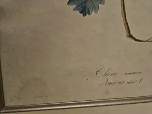 Gerard van Spaendonck - Chêne commun (eikenblad) kaufen? Bieten Sie von 50!