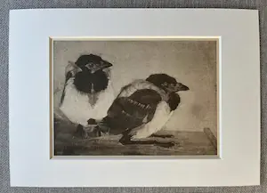 Jan Mankes - Originele Heliogravure - 2 Jonge Eksters 1923 kopen? Bied vanaf 120!