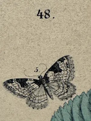 Rie Cramer - botanische vlinders prent kopen? Bied vanaf 25!