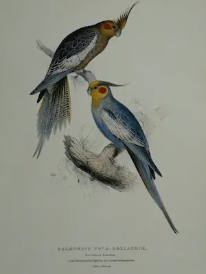 Edward Lear - Portfolio met 12 prenten van Papegaaien en Parkieten - 1990 kopen? Bied vanaf 10!