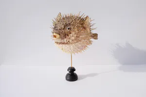 Niet of onleesbaar gesigneerd - Parelhoen kogelvis ("Golden Puffer") // Kogelvis // Op sokkel kopen? Bied vanaf 1!