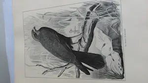 Antiquarisch Boek - Het Vogeljaar - Nederlandsche Vogels in hun leven geschetst 1904 kopen? Bied vanaf 1!